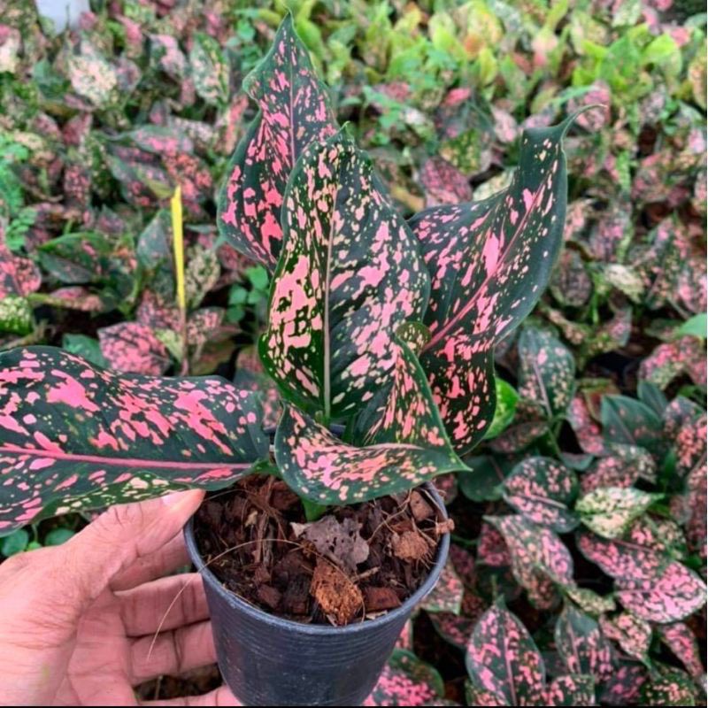(BISA COD) PROMO Aglonema pink dalmation remaja 3daun keatas