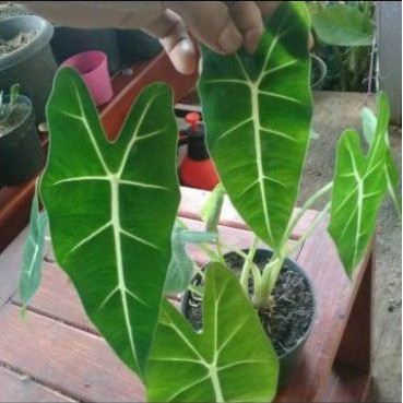 tanaman hias keladi neon - pohon keladi neon