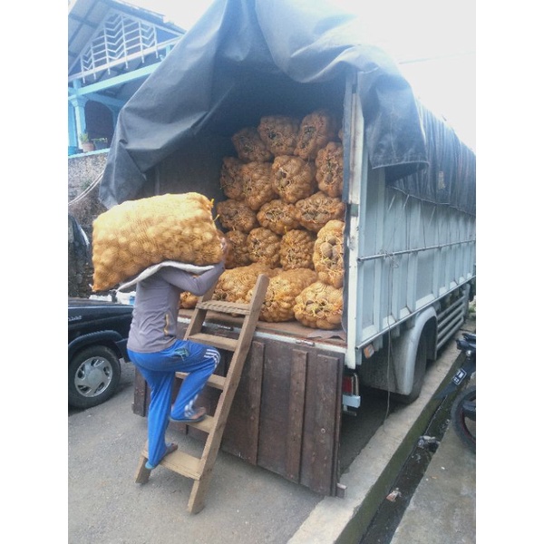 

Kentang Dieng Berkualitas Grade DN ~ Lare Dieng