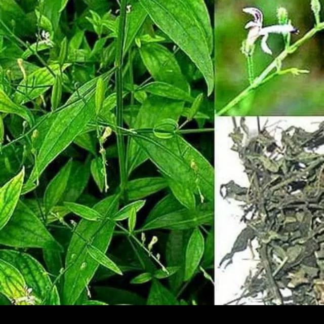 

Daun sambiloto/androgahis paniculata kering