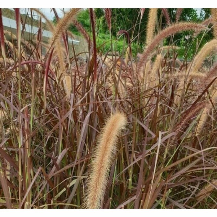 Tanaman Hias ilalang merah - alang alang merah .