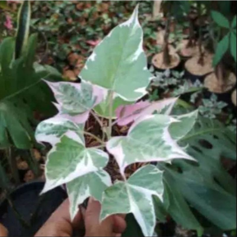 Tanaman hias ubi jalar variegata - pohon ubi hias