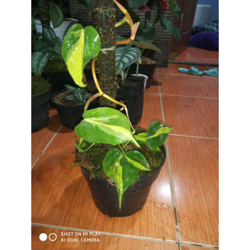 tanaman hias sirih brazil hijau kuning