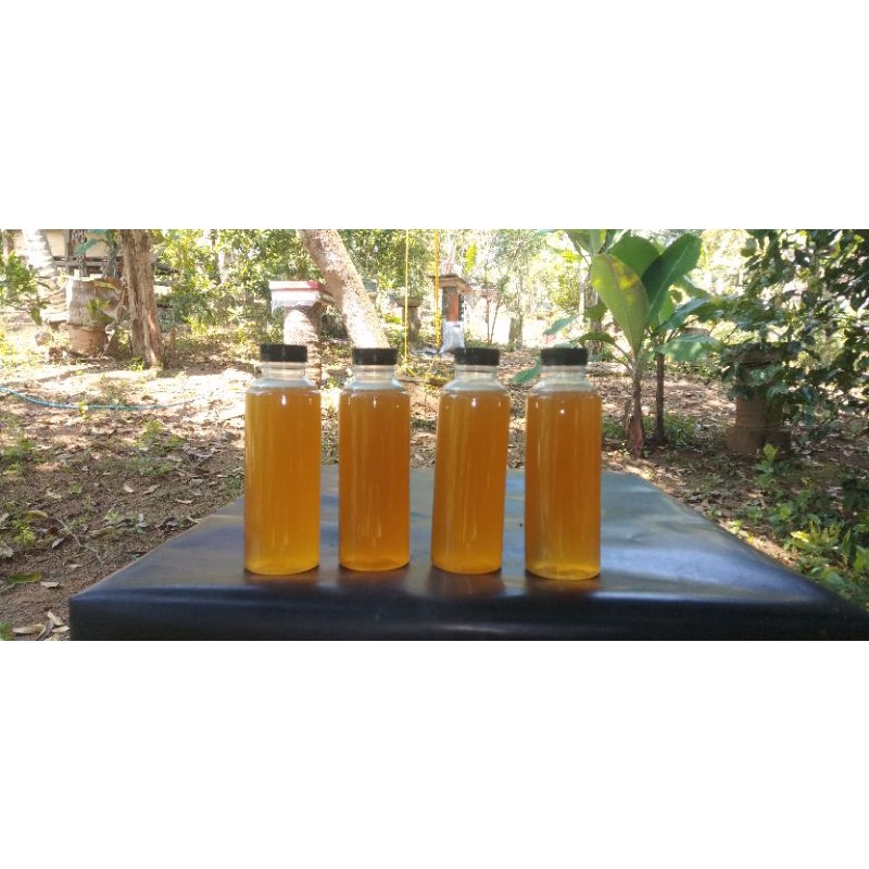 madu klanceng/trigona,itama.