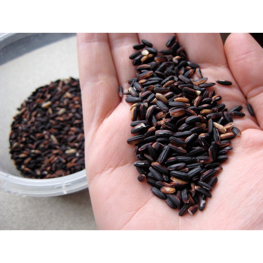 

Beras Hitam Organik 500g (BERAS UNGU ISTIMEWA) Pontianak