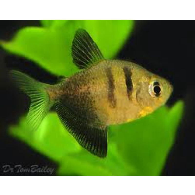 Glowfish Black skirt tetra