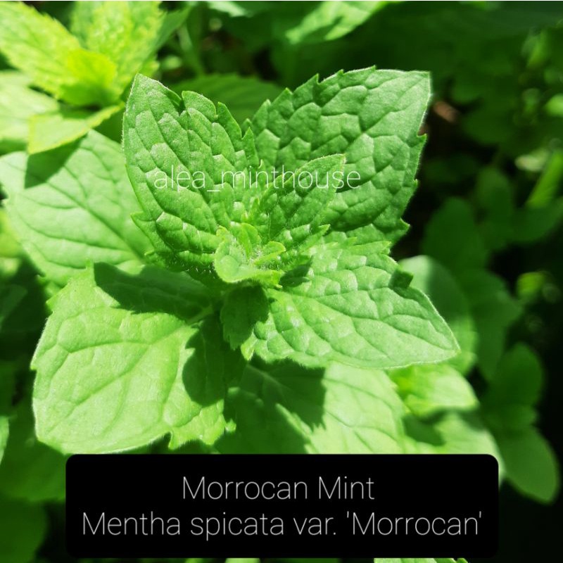 Morrocan Mint - Mentha spicata var crispa 'Moroccan'
