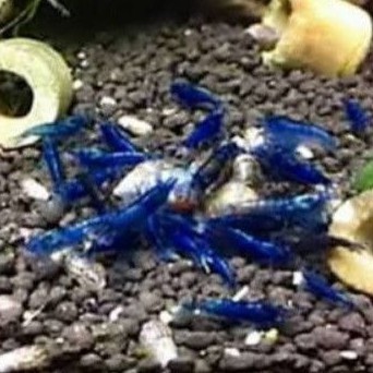 

udang blue diamond