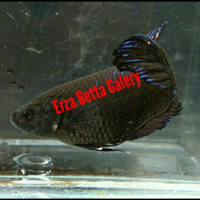 Ikan Cupang Aduan Female Import Thailand Indukan Siap Kawin