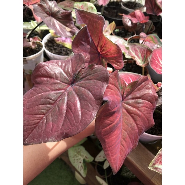 Caladium CS MahaKemala (hybrid silangan baru)