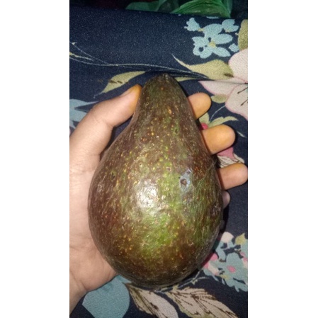

Alpukat bener meriah