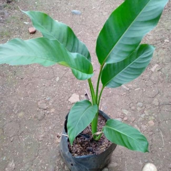 Tanaman Hias Pisangan Heliconia Sexy Pink Cod Dan Best Seller