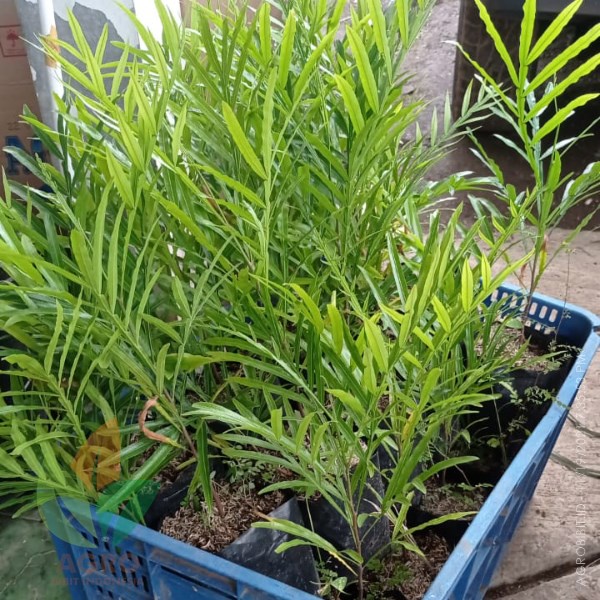 Tanaman Hias Kiara Payung Pinisium