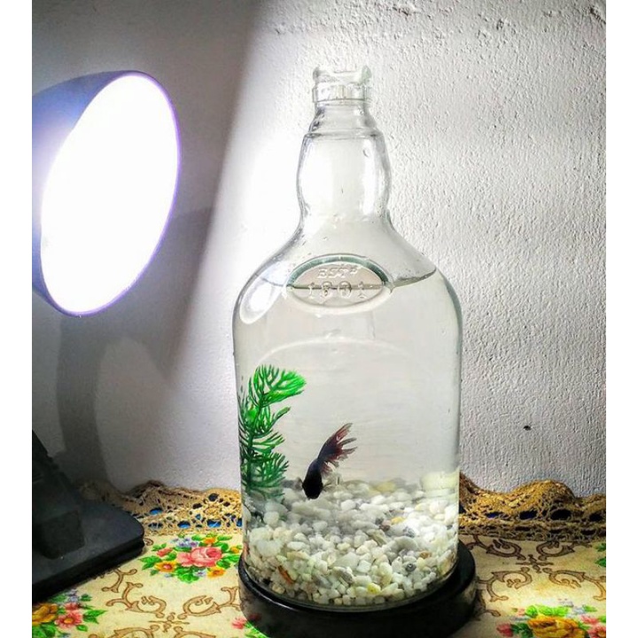 Akuarium botol / Aquascape / Botol kaca tempat ikan cupang, ikan hias guppy dll