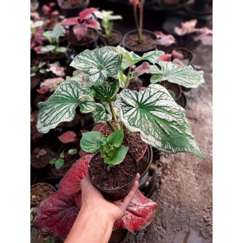 (White CERIA) CALADIUM/KELADI/CALADIUM IMPORT THAILAND/CALADIUM MURMER/TANAMAN HIAS/BUNGA HIAS/UMBI