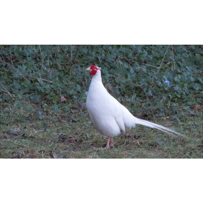 

TELUR AYAM HIAS RINGNECK PUTIH FERTIL UNTUK DITETASKAN