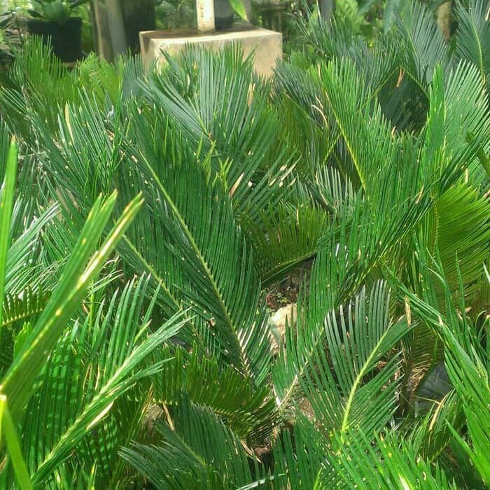 jual Tanaman Hias Palem Sikas - Mawar Jambe (Cycas Sp)