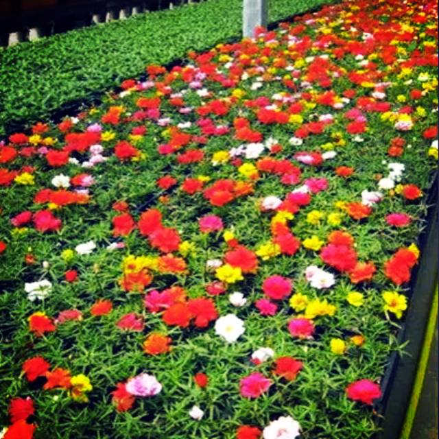 Bibit krokot Import