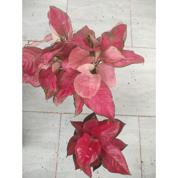 aglonema pink catrin dngn suxsome
