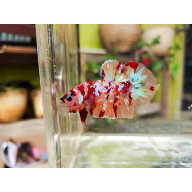 48 Gambar Ikan Cupang Emerald Terbaik