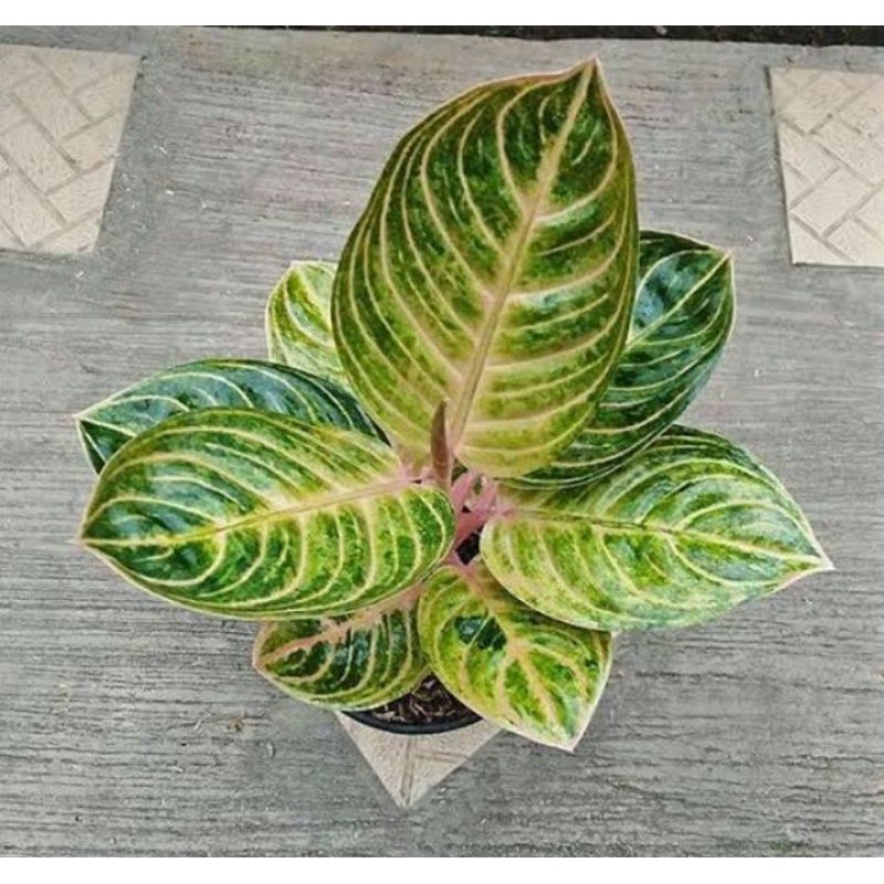 bonggol aglonema rinjani