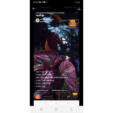 tanaman hias begonia paket 2 tanaman