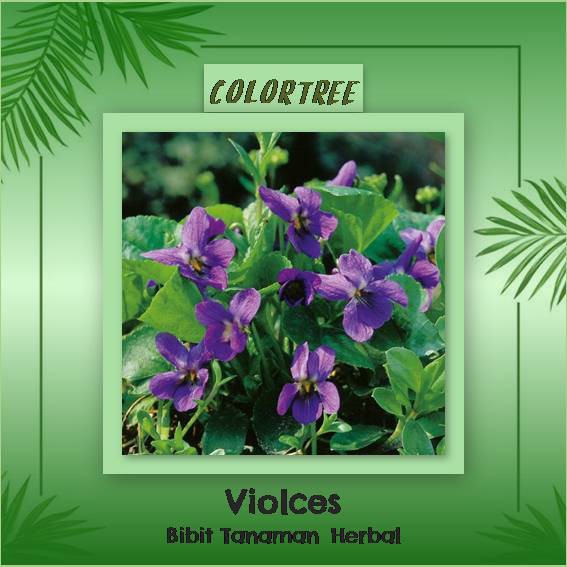 Bibit Tanaman Herbal Violces