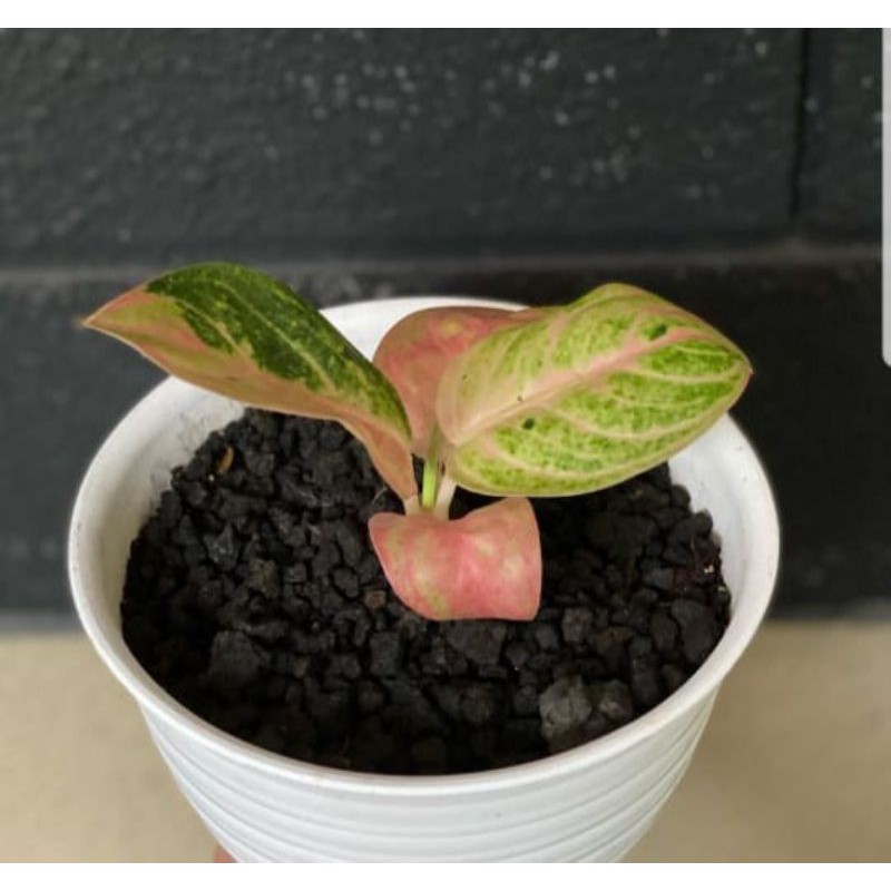 Aglonema Denpasar moon Anakan