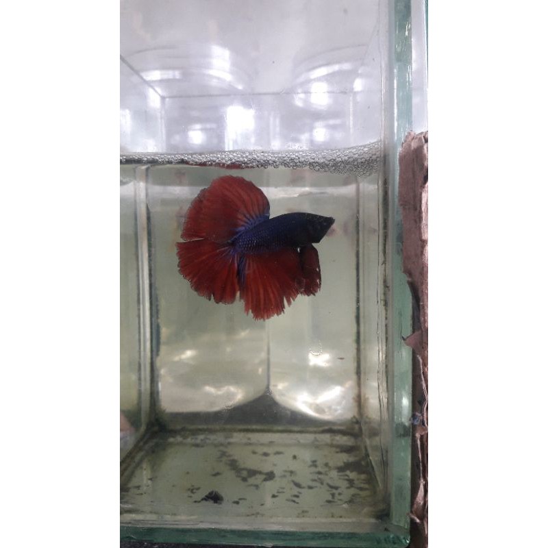 ikan cupang halfmoon double tail DT