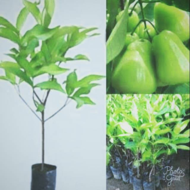 Bibit jambu air super green