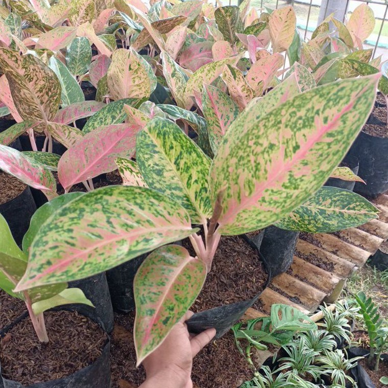 Aglonema Big Roy Tanaman Hias Aglonema Big Roy Remaja Murah