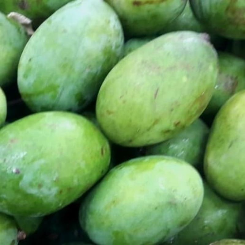 

Mangga Kueni 1 kg