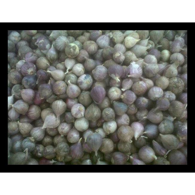 

Bawang Tunggal Termurah