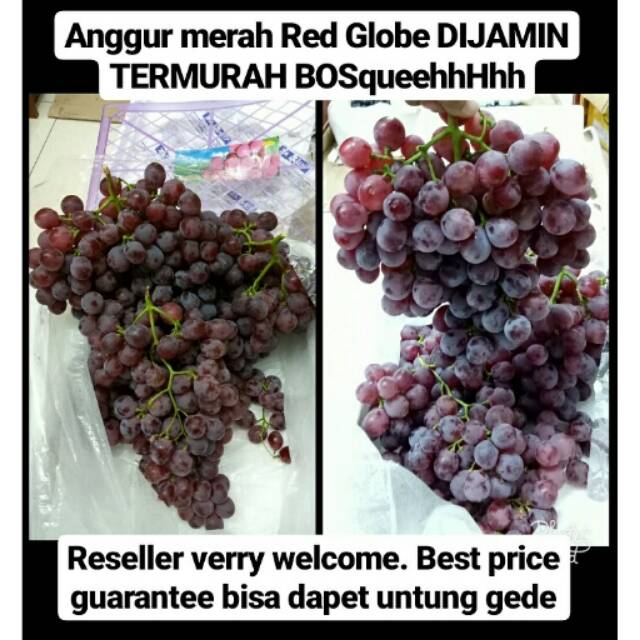 Buah Anggur Merah Red Globe Harga Dijamin Murah Dibawah Pasaran Shopee Indonesia