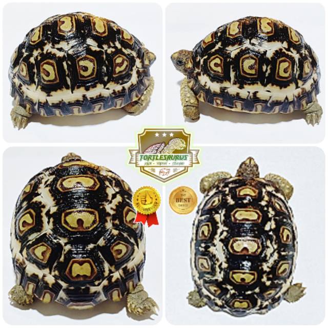 Pardalis Babcocki Highwhite 8.7cm