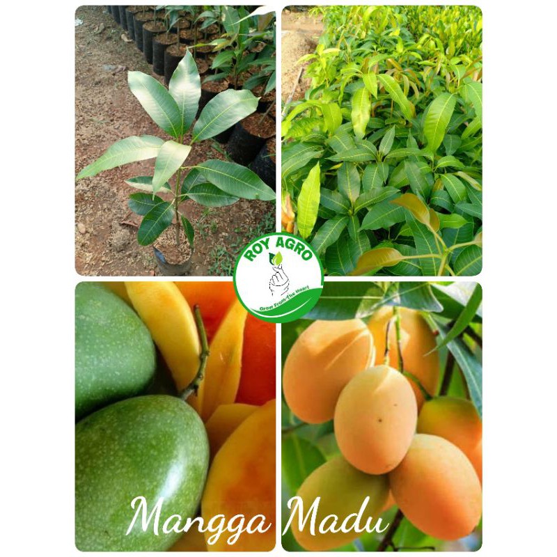 Bibit Mangga Madu Bibit Mangga Madu Bibit Mangga Manalagi Asli bergaransi bibit Unggul