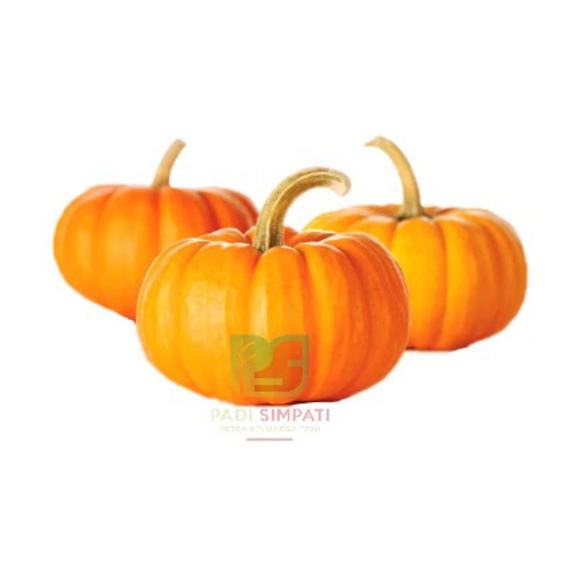 3 Benih Labu GOLDEN MAMA 35 Kemas Ulang / Tanaman Hias Murah Bunga Kering Aglonema