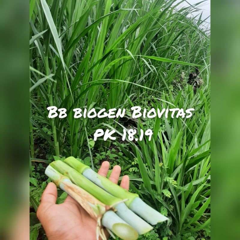 bibit biovitas bb biogen