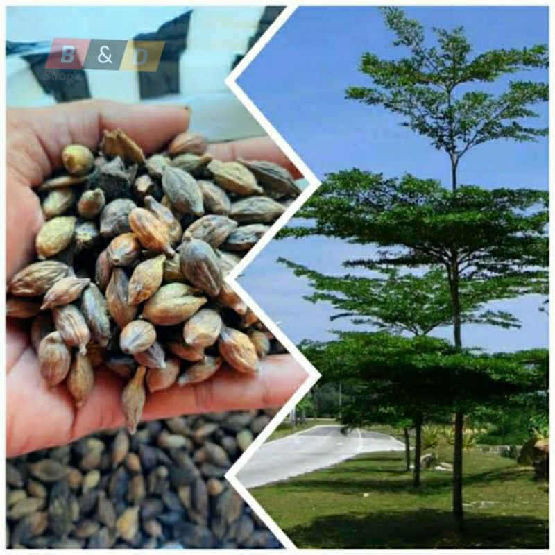 Biji | Benih Pohon ketapang Kencana 250gr Termurah-Pohon Ketapang Kencana