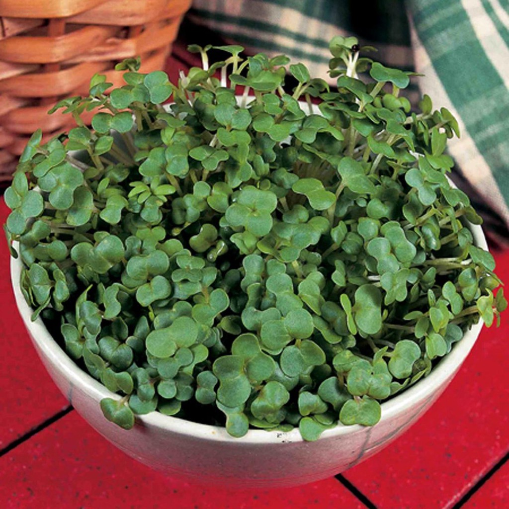 Paket Benih - Microgreen Watercress Aqua Salad Leaves Seeds - IMPORT