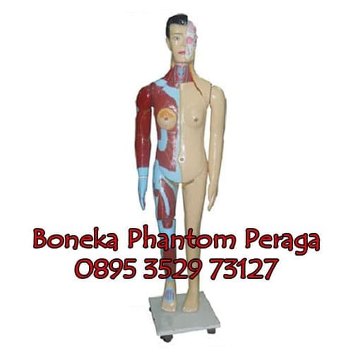 ⭐⭐⭐⭐⭐ BONEKA MANEKIN PHANTOM ALAT PERAGA TORSO PRIA - LAKI - LAKI PTPL - 06