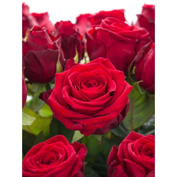 Tanaman Hidup Bibit Bunga Mawar Red Naomi Ukuran Dewasa-Mawar merah-Mawar cantik-Mawar murah-berbung