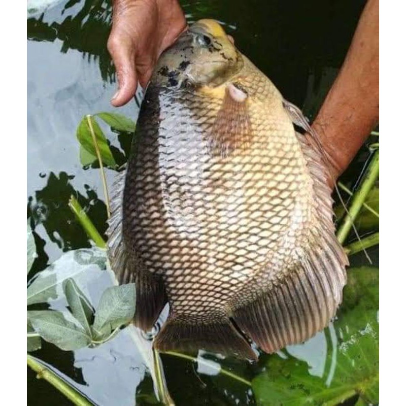 

Ikan Gurame Segar harian 1kg