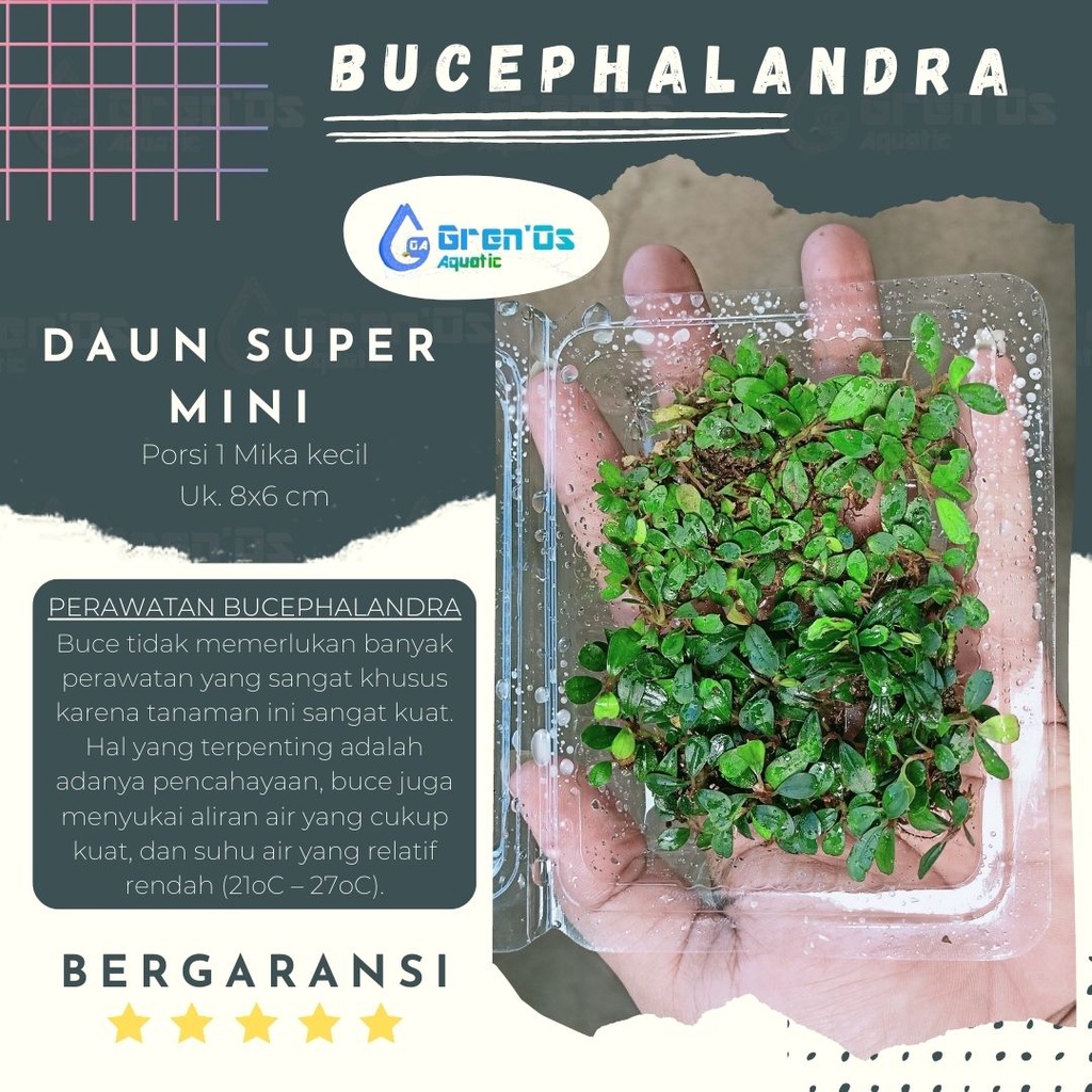 Bucephalandra Sp Super Mini Micro Clump Clum Buce Palandra Phalandra - supermini Tanaman Tumbuhan Bo