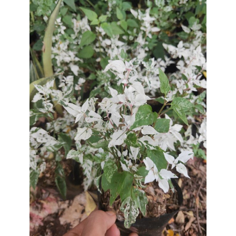 Tanaman hias krokot salju - hiasan taman - tanaman krokot - krokot salju - krokot