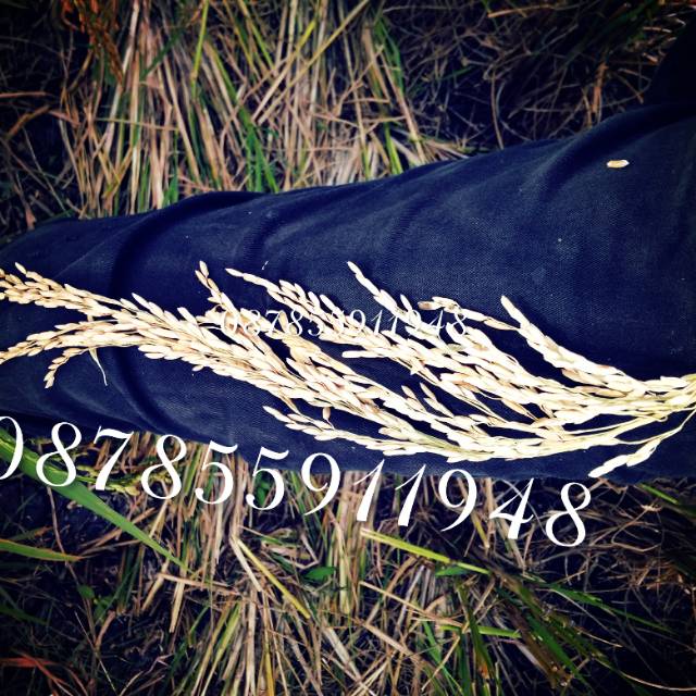 Benih Padi Galur Aceh CBD 04