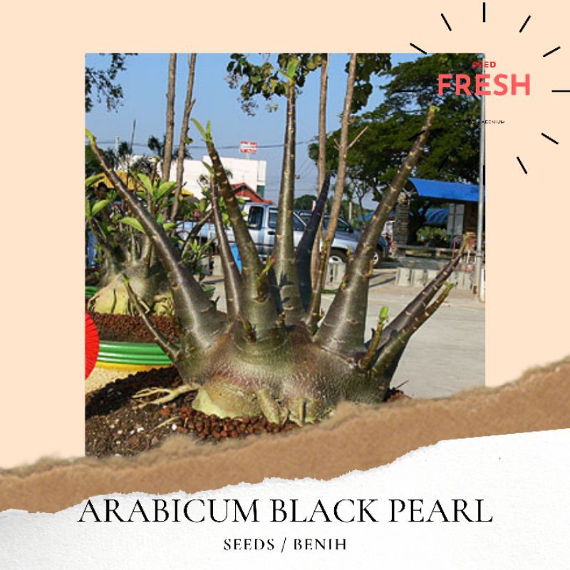 Biji / Seed Adenium KARAKTER | ARABICUM BLACK PEARL | RAYSH ADENIUM | ADENIUM JOGJA | KAMBOJA JEPANG