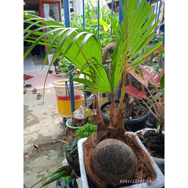 bonsai kelapa cabang 3