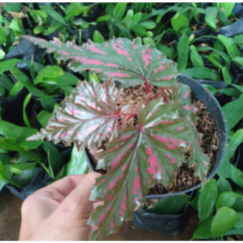 Begonia Rex Walet/begonia princess