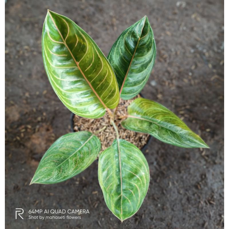 aglonema madam suroyo murah